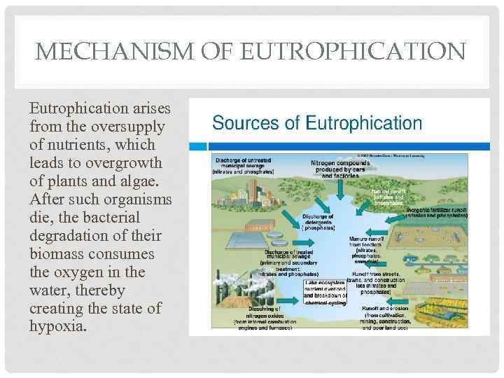 MECHANISM OF EUTROPHICATION Eutrophication arises from the oversupply of nutrients, which leads to overgrowth
