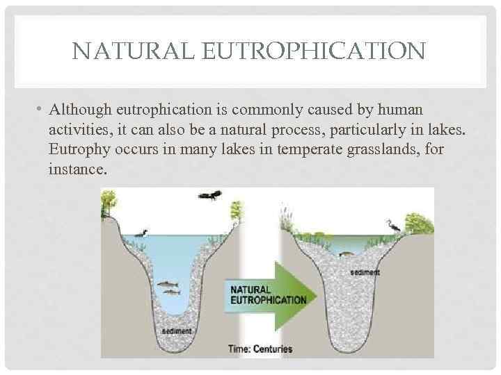 NATURAL EUTROPHICATION • Although eutrophication is commonly caused by human activities, it can also