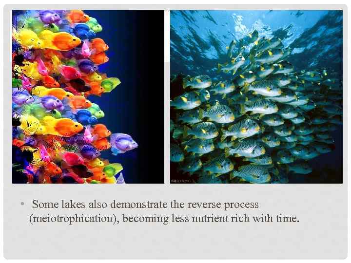  • Some lakes also demonstrate the reverse process (meiotrophication), becoming less nutrient rich