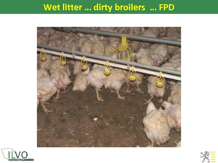 Wet litter … dirty broilers … FPD 