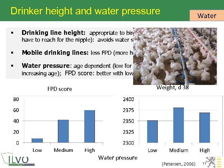 Drinker height and water pressure Water § Drinking line height: appropriate to bird height