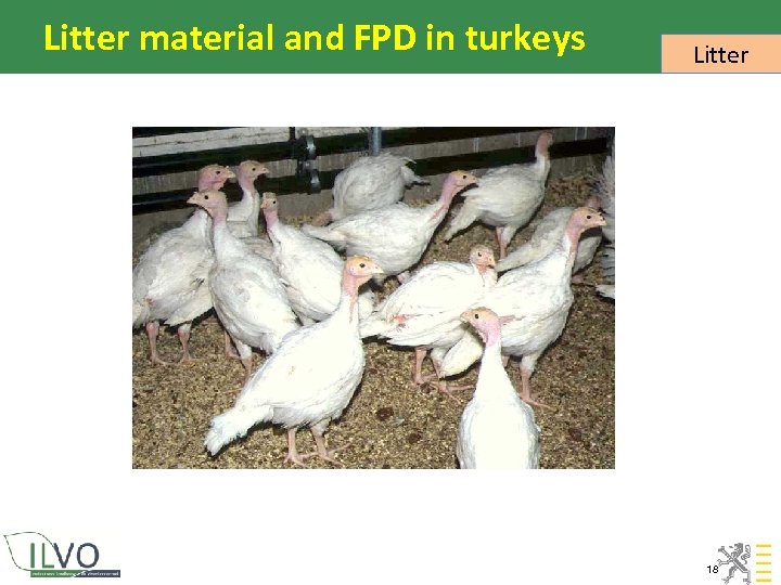 Litter material and FPD in turkeys Litter 18 