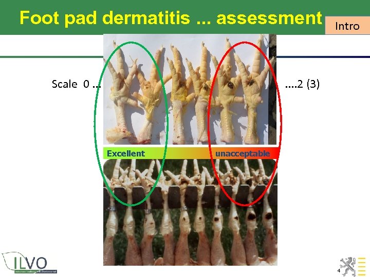 Foot pad dermatitis. . . assessment Scale 0. . . Intro . . 2