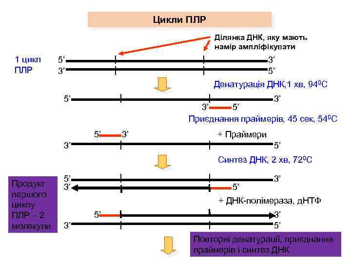 Цикли ПЛР Ділянка ДНК, яку мають намір ампліфікувати 1 цикл ПЛР 5’ 3’ 3’
