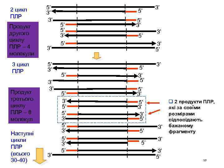 2 цикл ПЛР Продукт другого циклу ПЛР – 4 молекули 3 цикл ПЛР Продукт
