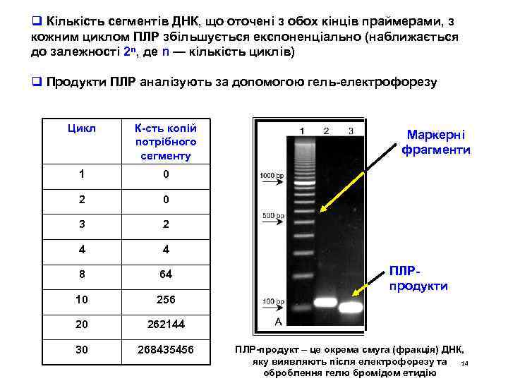 q Кількість сегментів ДНК, що оточені з обох кінців праймерами, з кожним циклом ПЛР