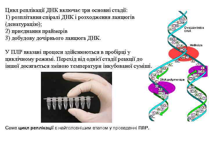 Цикл реплікації ДНК включає три основні стадії: 1) розплітання спіралі ДНК і розходження ланцюгів