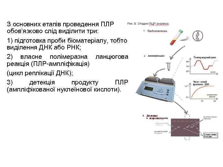 З основних етапів проведення ПЛР обов’язково слід виділити три: 1) підготовка проби біоматеріалу, тобто