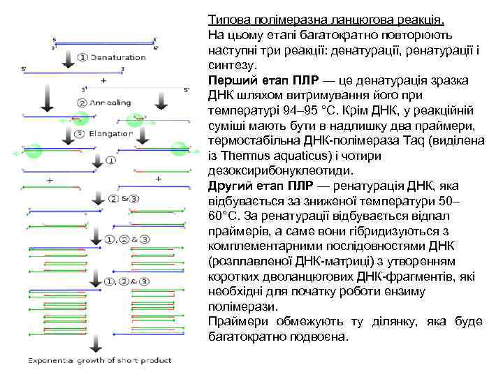 Типова полімеразна ланцюгова реакція. На цьому етапі багатократно повторюють наступні три реакції: денатурації, ренатурації