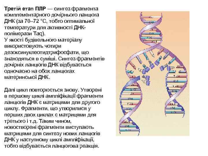 Третій етап ПЛР — синтез фрагмента комплементарного дочірнього ланцюга ДНК (за 70– 72 °С,