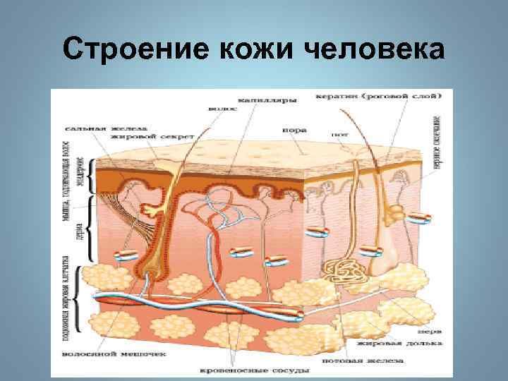 Кожа человека это. Кожа человека. Строение кожи человека для детей. Рисунок кожи человека. Строение кожи для детей дошкольников.