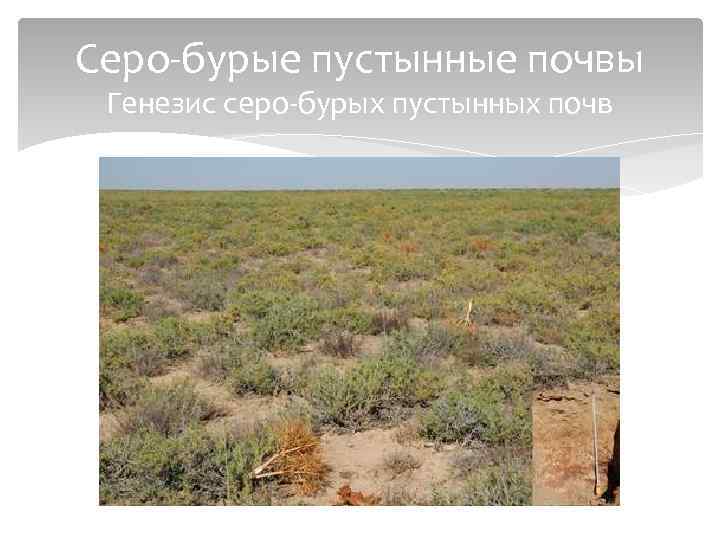 Серо-бурые пустынные почвы Генезис серо-бурых пустынных почв 