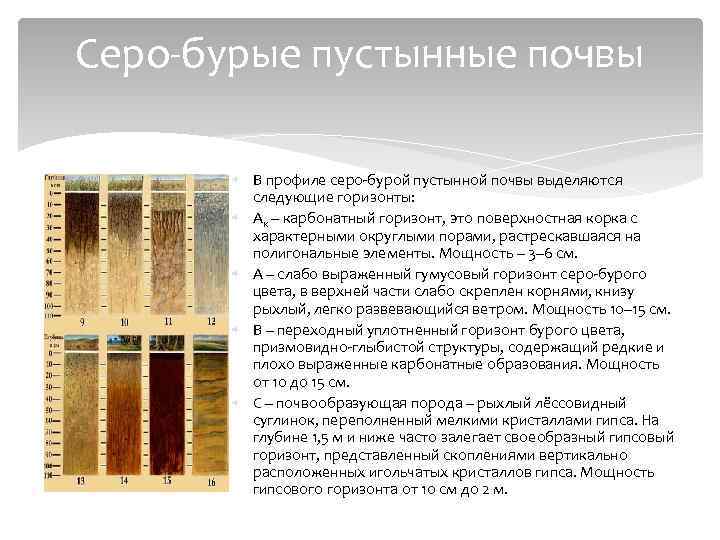 Серо-бурые пустынные почвы В профиле серо-бурой пустынной почвы выделяются следующие горизонты: Ак – карбонатный