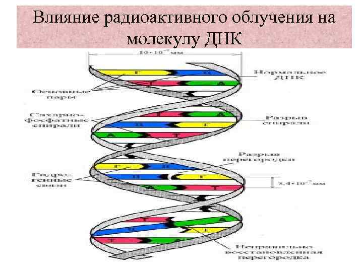 Влияние радиоактивного облучения на молекулу ДНК 