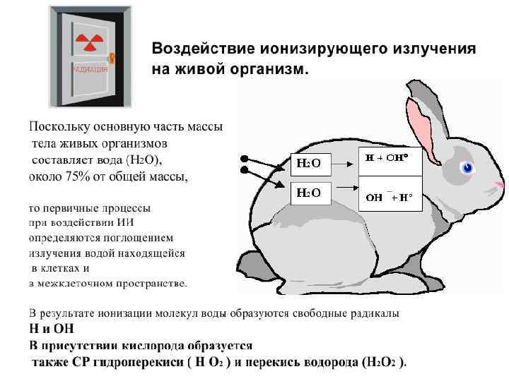 Биологическое воздействие радиации на живые организмы презентация по физике