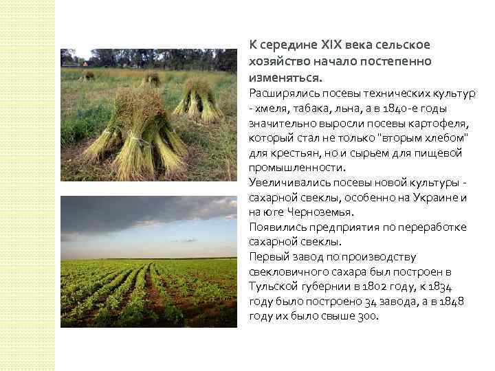 К середине XIX века сельское хозяйство начало постепенно изменяться. Расширялись посевы технических культур -