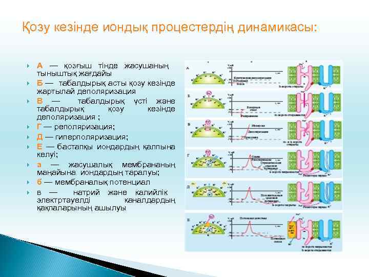 Қозу кезінде иондық процестердің динамикасы: A — қозғыш тінде жасушаның тыныштық жағдайы Б —