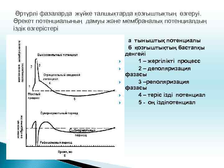 Әртүрлі фазаларда жүйке талшықтарда қозғыштықтың өзгеруі. Әрекет потенциалының дамуы және мембраналық потенциалдың іздік өзгерістері