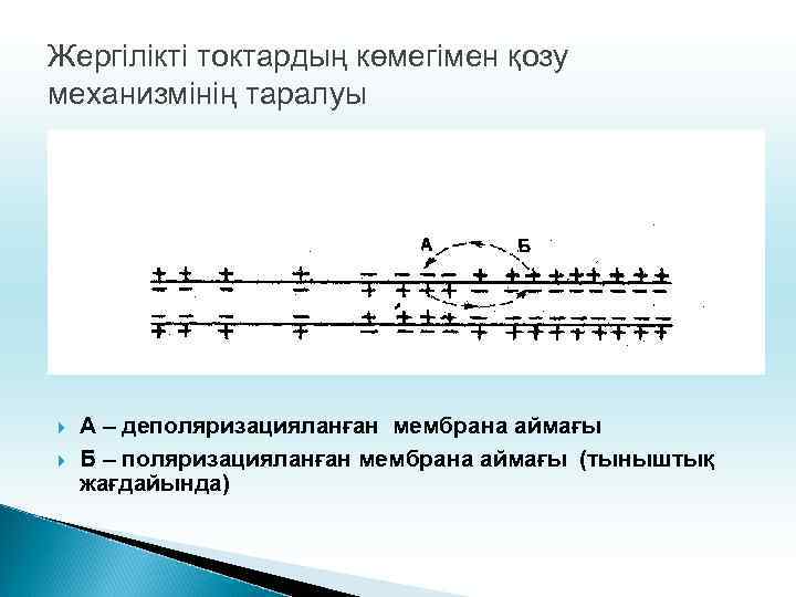 Жергілікті токтардың көмегімен қозу механизмінің таралуы А – деполяризацияланған мембрана аймағы Б – поляризацияланған