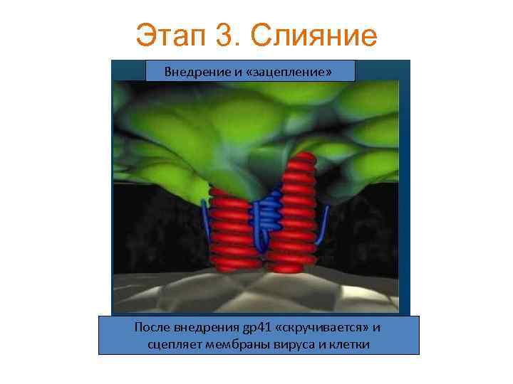 Этап 3. Слияние Внедрение и «зацепление» После внедрения gp 41 «скручивается» и сцепляет мембраны