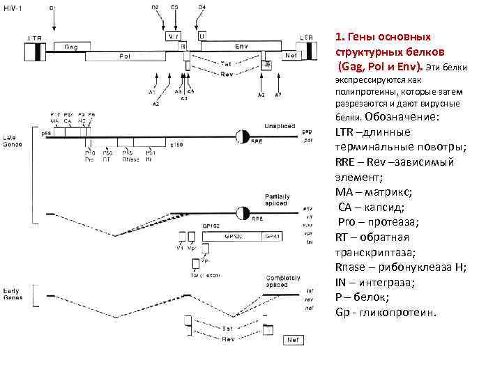 1. Гены основных структурных белков (Gag, Pol и Env). Эти белки экспрессируются как полипротеины,