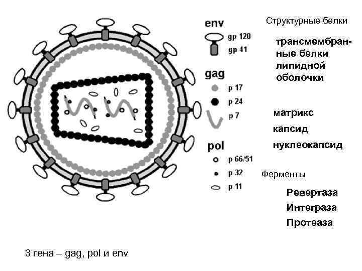 Структурные белки трансмембранные белки липидной оболочки матрикс капсид нуклеокапсид Ферменты Ревертаза Интеграза Протеаза 3