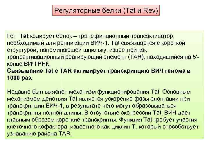 Регуляторные белки (Tat и Rev) Ген Tat кодирует белок – транскрипционный трансактиватор, необходимый для