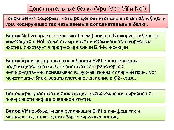 Дополнительные белки (Vpu, Vpr, Vif и Nef) Геном ВИЧ-1 содержит четыре дополнительных гена nef,