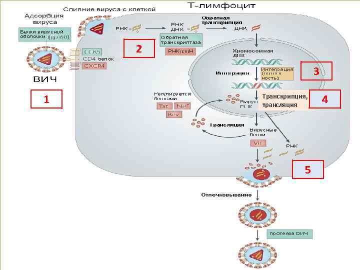 2 3 1 Транскрипция, трансляция 5 4 