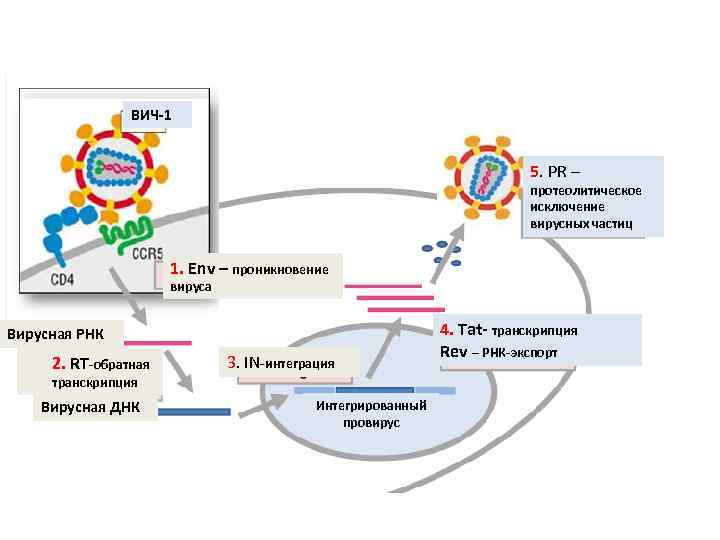 ВИЧ-1 5. PR – протеолитическое исключение вирусных частиц 1. Env – проникновение вируса Вирусная