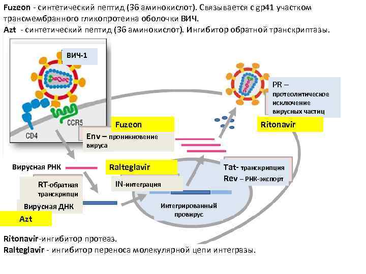 Fuzeon - синтетический пептид (36 аминокислот). Cвязывается с gp 41 участком трансмембранного гликопротеина оболочки