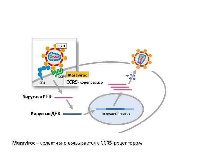 CCR 5 -корепрессор Вирусная РНК Вирусная ДНК Maraviroc – селективно связывается с CCR 5