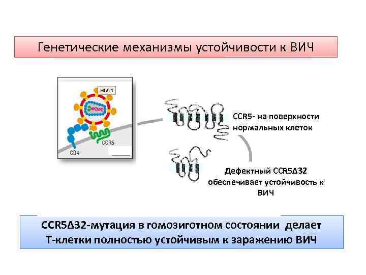 Генетические механизмы устойчивости к ВИЧ CCR 5 - на поверхности нормальных клеток Дефектный CCR