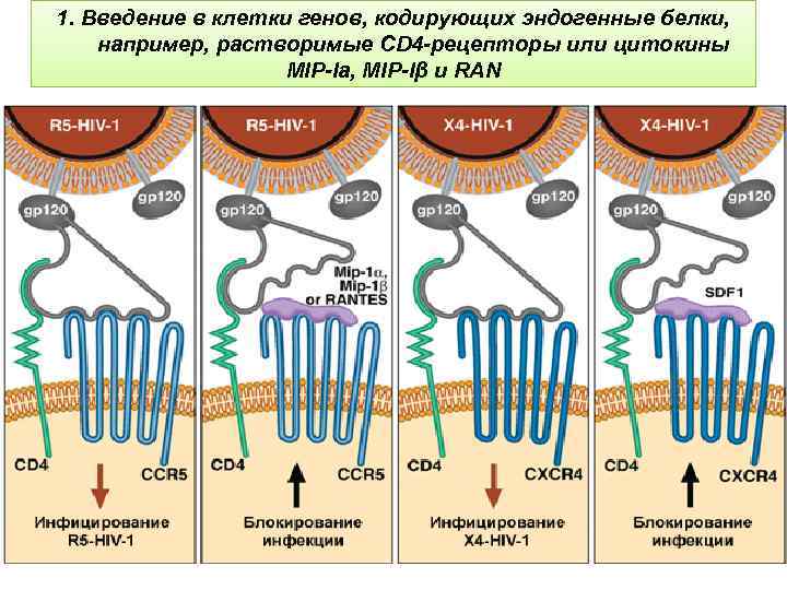 1. Введение в клетки генов, кодирующих эндогенные белки, например, растворимые CD 4 -рецепторы или
