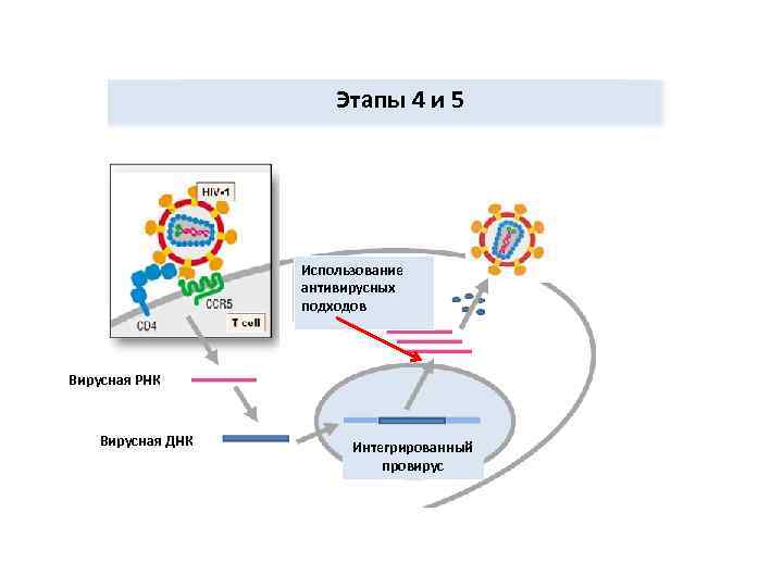 Этапы 4 и 5 Использование антивирусных подходов Вирусная РНК Вирусная ДНК Интегрированный провирус 