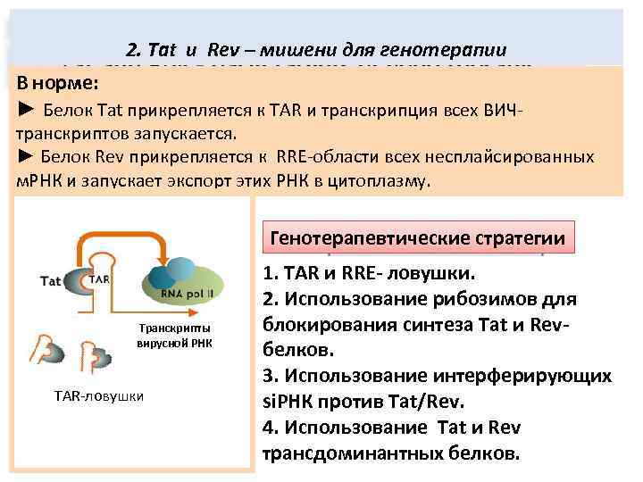 2. Tat и Rev – мишени для генотерапии Трансдоминантно действующие белки Rev, В норме: