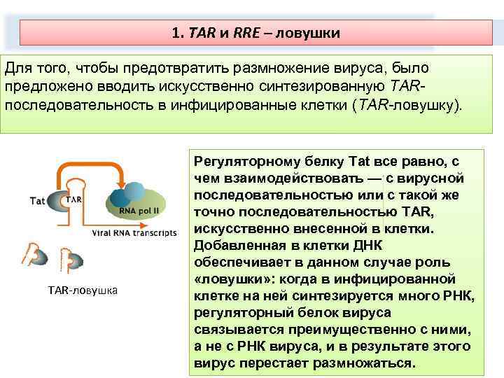 2. Tat и 1. Rev –и RRE – ловушки TAR мишени для генотерапии Для