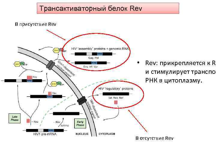 Трансактиваторный белок Rev В присутствие Rev • Rev: прикрепляется к RR и стимулирует транспор