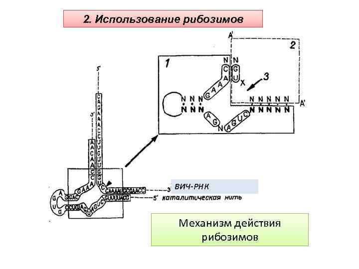 Рнк вич