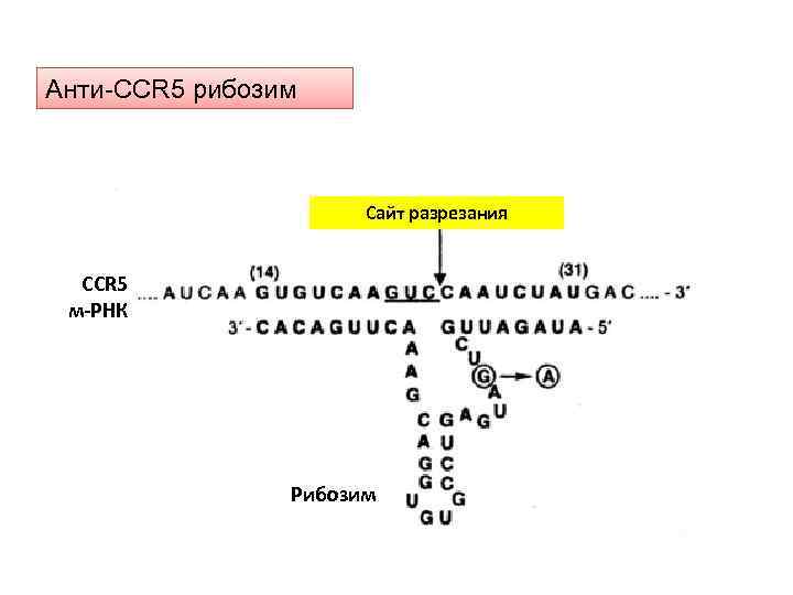 Anti-CCR 5 Ribozyme Анти-ССR 5 рибозим Сайт разрезания ССR 5 м-РНК Рибозим 