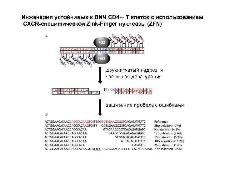 Инженерия устойчивых к ВИЧ CD 4+- Т клеток с использованием CXCR-специфической Zink-Finger нуклеазы (ZFN)