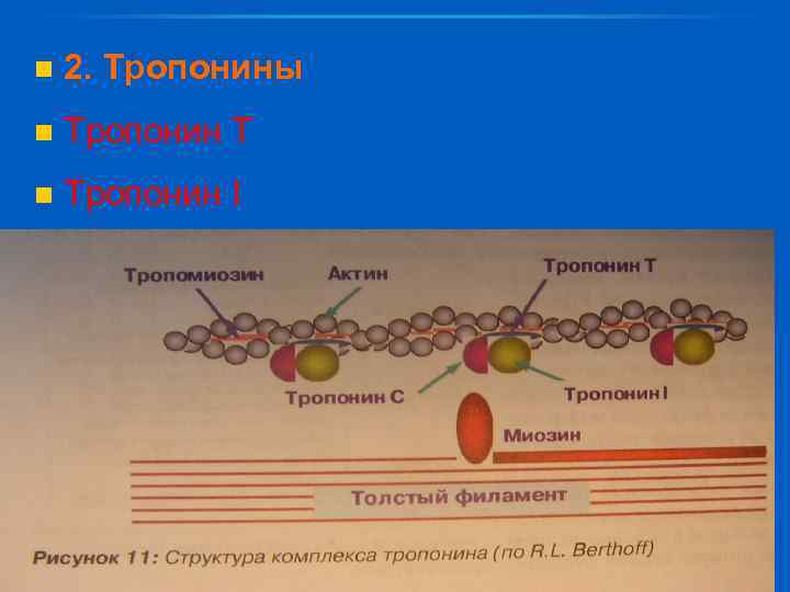 n 2. Тропонины n Тропонин T n Тропонин I 