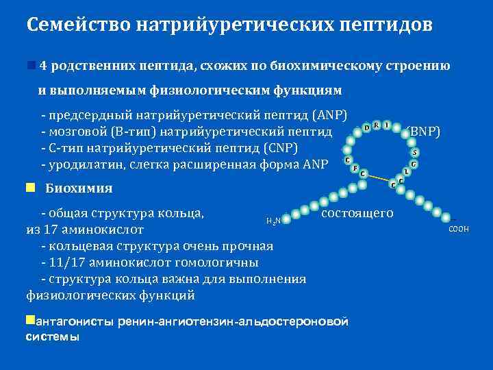 Натрийуретический пептид 32. Норма исследования натрийуретический пептид. Предсердный натрийуретический пептид норма. Мозговой натрийуретический пептид. Натрийуретический гормон функции.