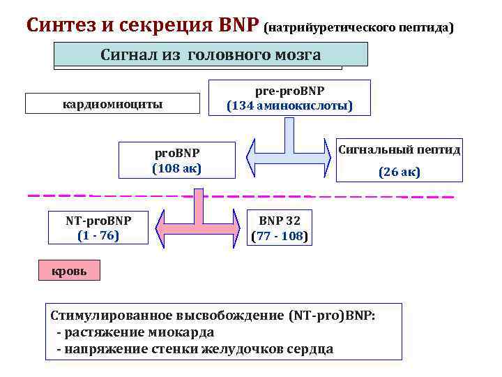 Синтез и секреция BNP (натрийуретического пептида) Сигнал из головного мозга кардиомиоциты pre-pro. BNP (134