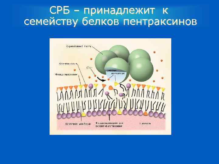 СРБ – принадлежит к семейству белков пентраксинов 
