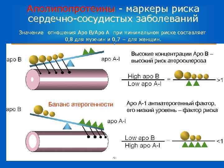 Аполипопротеины - маркеры риска сердечно-сосудистых заболеваний Значение отношения Apo B/Apo A при минимальном риске