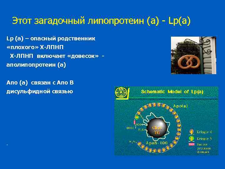 Этот загадочный липопротеин (а) - Lp(a) Lp (a) – опасный родственник «плохого» Х-ЛПНП включает