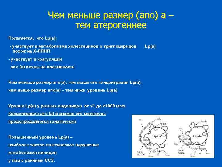 Чем меньше размер (апо) а – тем атерогеннее Полагается, что Lp(a): - участвует в