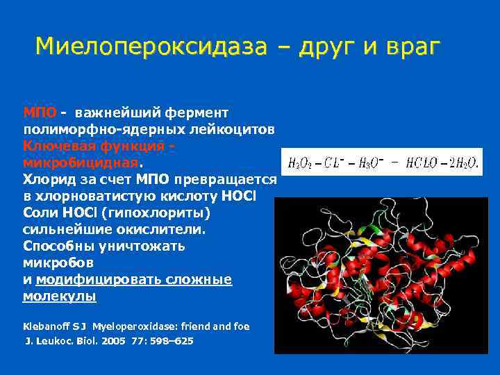 Миелопероксидаза – друг и враг МПО - важнейший фермент полиморфно-ядерных лейкоцитов Ключевая функция микробицидная.