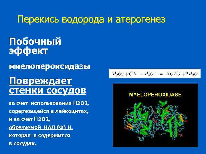 Перекись водорода и атерогенез Побочный эффект миелопероксидазы Повреждает стенки сосудов за счет использования Н